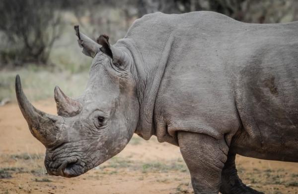 Rhinocéros au zoo à Rome